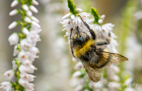 Bumble Bee on White Heather